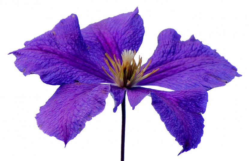 Leather Flower Petal - Plant - Purple Transparent PNG
