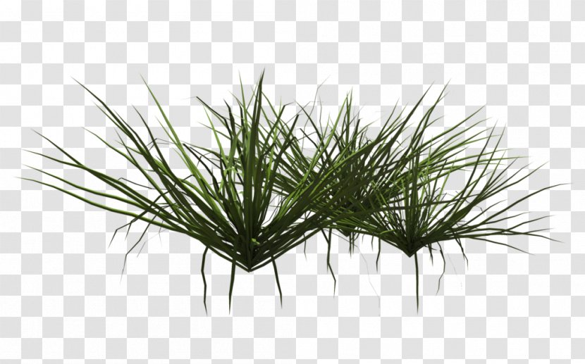 Aquatic Plants Grasses Ornamental Grass - Plant Transparent PNG