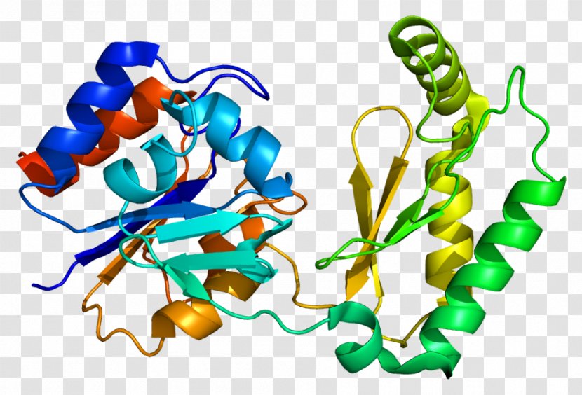PMM1 Phosphomannomutase Mannose Enzyme Gene - Human Genome - Fuc Transparent PNG