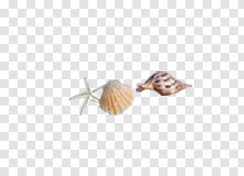 Seashell Sea Snail Conch - Conch,shell Transparent PNG