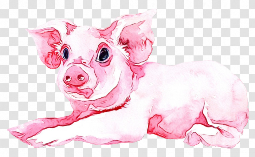 Pink Suidae Snout Nose Livestock Transparent PNG
