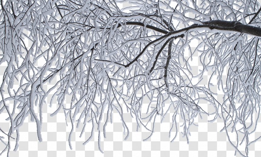Winter Ice Frost Freezing Cold - Twig - Snow Transparent PNG
