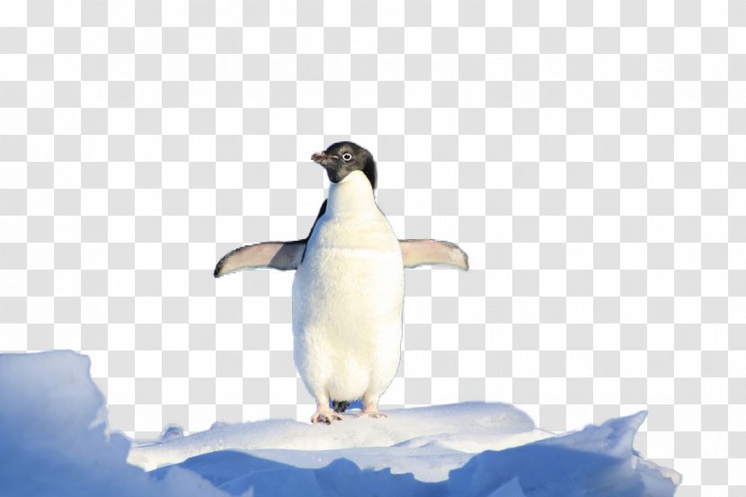 South Pole King Penguin Pingxfcinos De La Antxe1rtida (Antarctic Penguins) - Google Images - Antarctic Penguins Transparent PNG