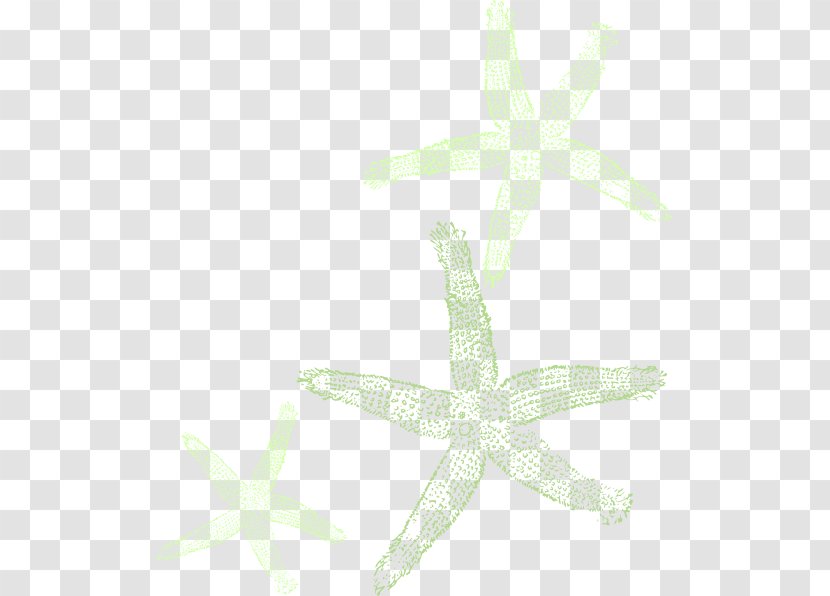Marine Invertebrates Starfish Echinoderm Animal - Vector Transparent PNG