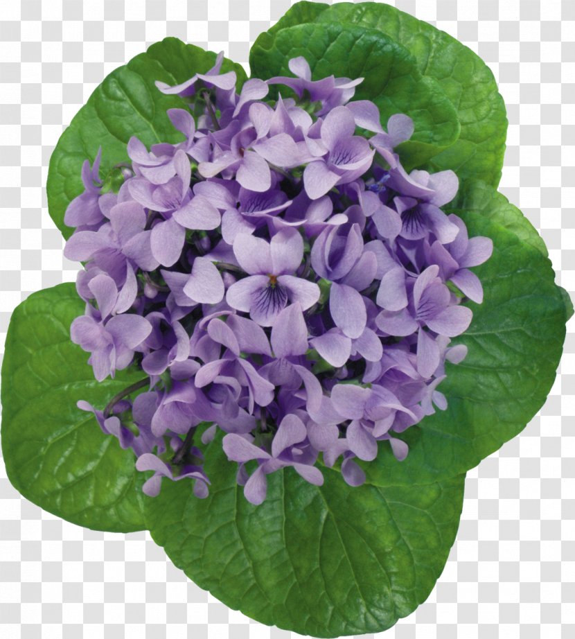 Violet Flower Photography Clip Art - Plant Transparent PNG
