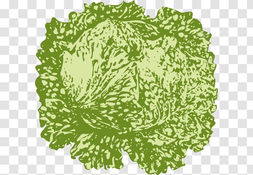 Iceberg Lettuce Salad Cabbage Clip Art - Flower Transparent PNG