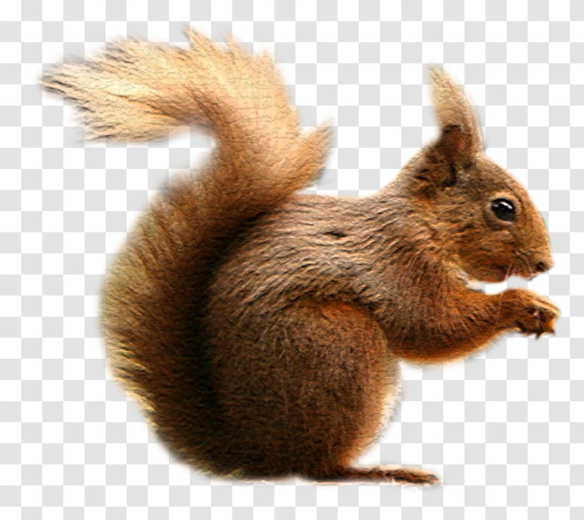 Fox Squirrel Tree Clip Art - Dobermann - Tran Transparent PNG