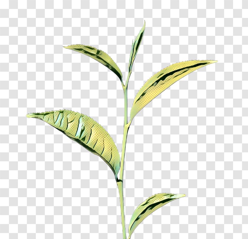 Leaf Plant Stem Commodity Grasses - Botany Transparent PNG