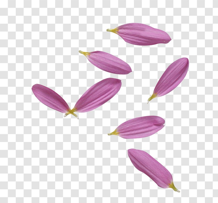 Petal Purple Clip Art - Flower Transparent PNG