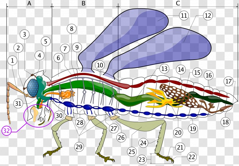 The Circulatory System Of Insects Hemolymph Insect Morphology - Frame - Cockroach Transparent PNG