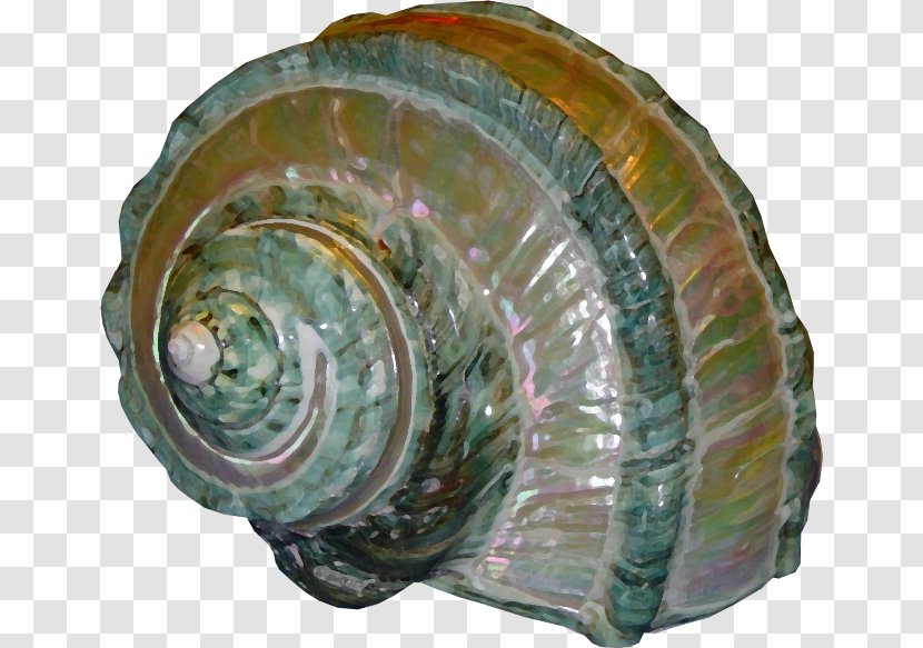 Mollusc Shell Nacre Seashell Conchiolin Transparent PNG
