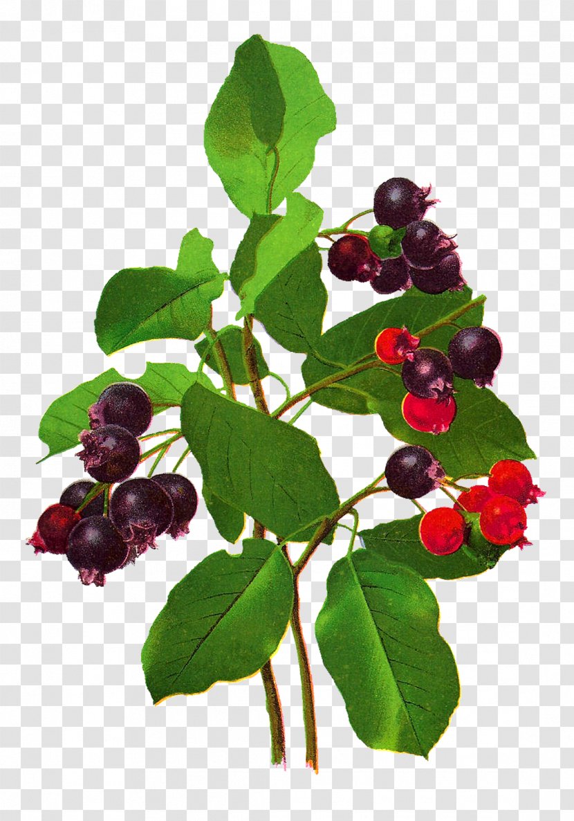 Bilberry Zante Currant Blueberry Fruit - Frutti Di Bosco - Berries Transparent PNG