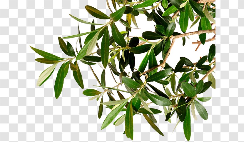 Branch Kalamata Olive Tree Oil - Branches Transparent PNG