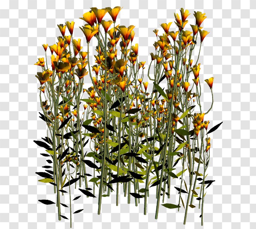 Flower PhotoScape Clip Art - Flora Transparent PNG