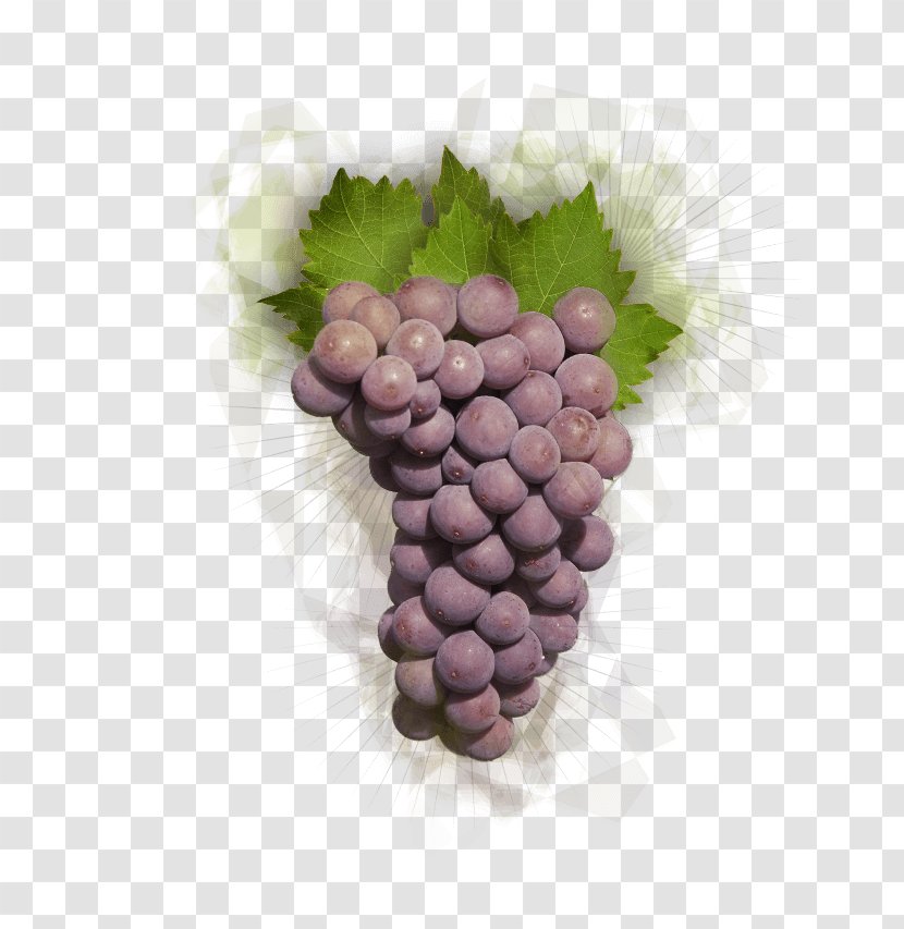 Grapevines Food Lilac Purple - Vitaceae - Floating Fruit Juice Transparent PNG