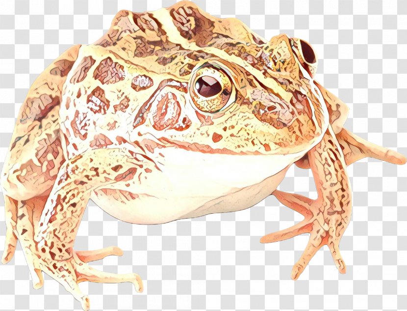 True Frog Amphibians Image - Bufo Transparent PNG