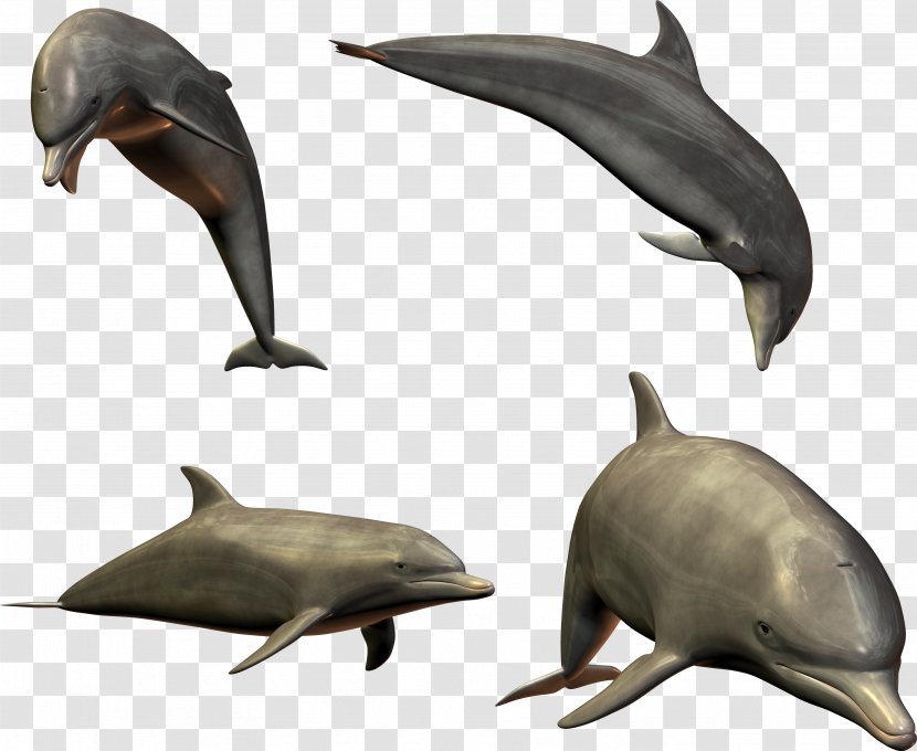Dolphin Shark - Photography - Dolphins Image Transparent PNG