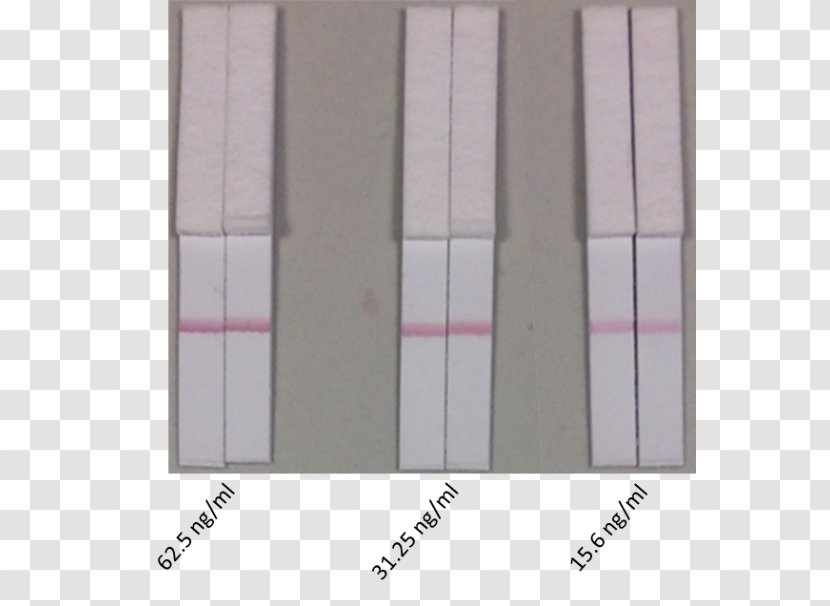 Biotinylation Antibody Scientist Floor - Biotin - Material Transparent PNG