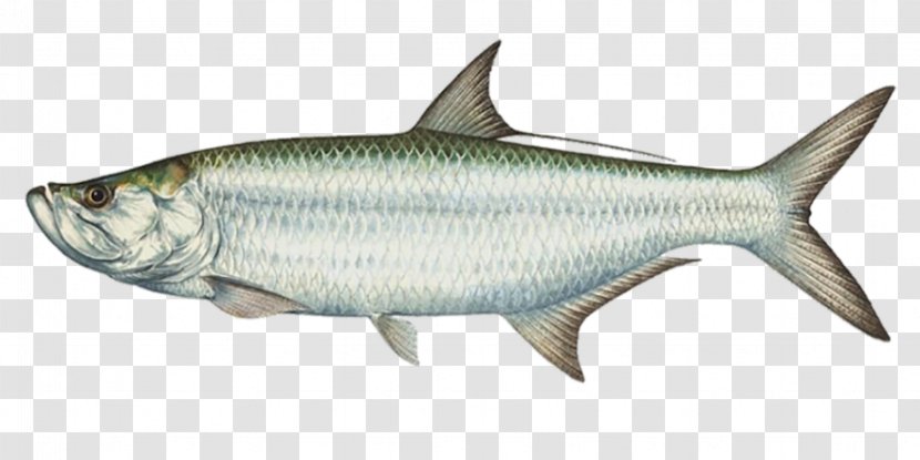 Tarpon Springs International Game Fish Association Boca Grande Charter Atlantic Fishing - Recreational - Scales Transparent PNG