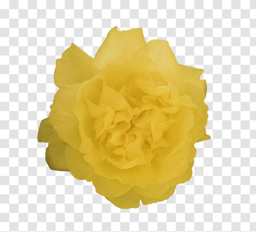 Yellow Cut Flowers - Springtime Seven Dwarfs Transparent PNG