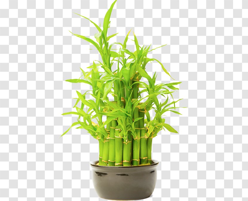 Prince Lobel Tye LLP Lawyer Flowerpot Tropical Woody Bamboos - Plant Stem - Houseplant Transparent PNG
