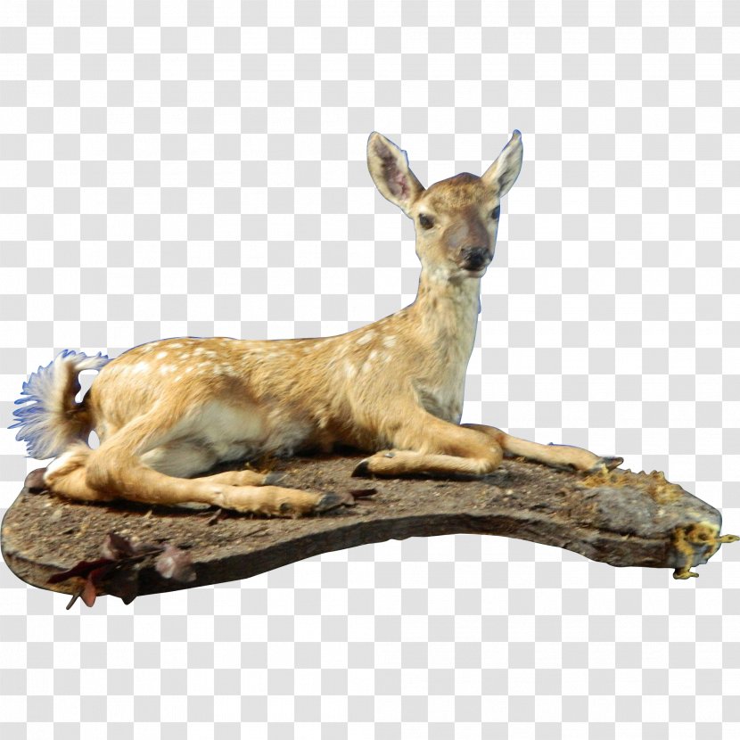 20th Century Deer Taxidermy Ruby Lane Macropodidae - Decorative Arts Transparent PNG