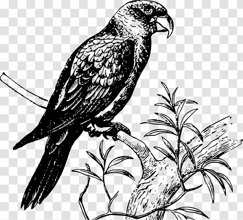 Bird Parrot - Kite - Falconiformes Peregrine Falcon Transparent PNG