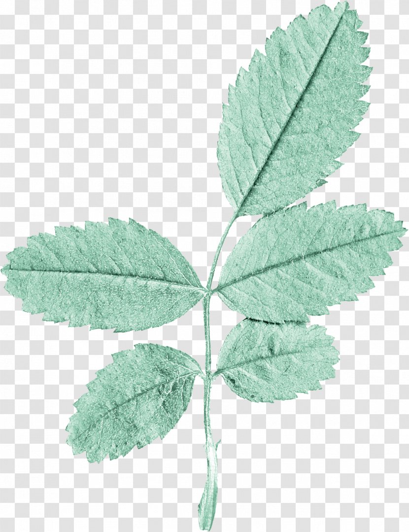 Leaf - Plant Stem - Green Leaves Transparent PNG