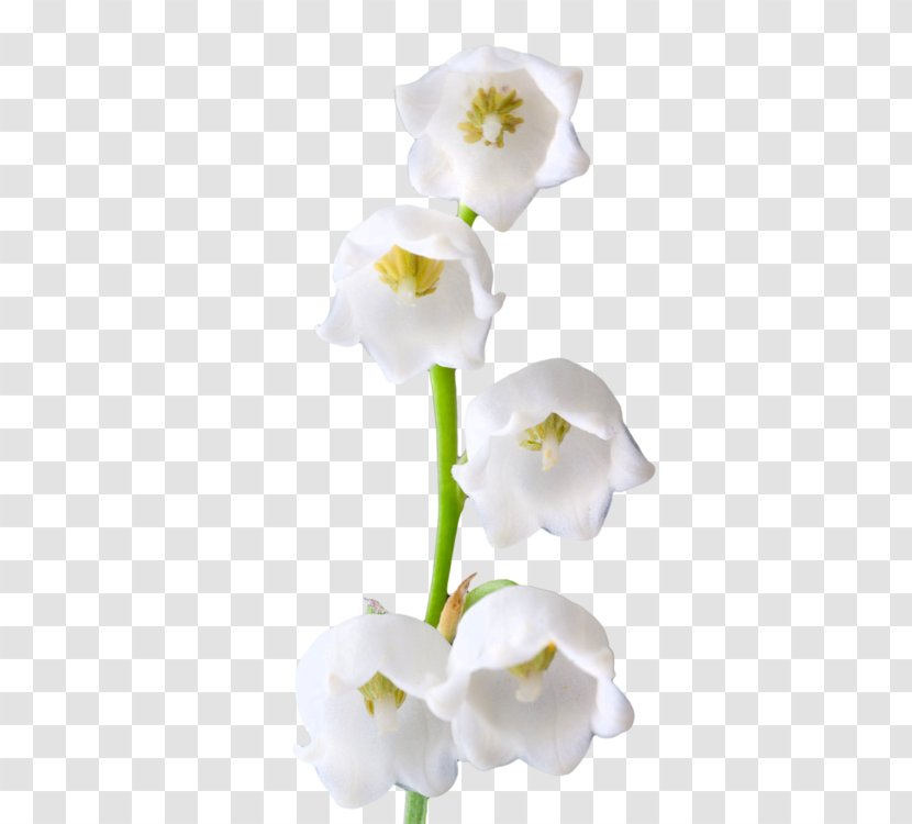 Lilium Columbianum Birth Flower Lily Of The Valley - Moth Orchid - Photos Transparent PNG