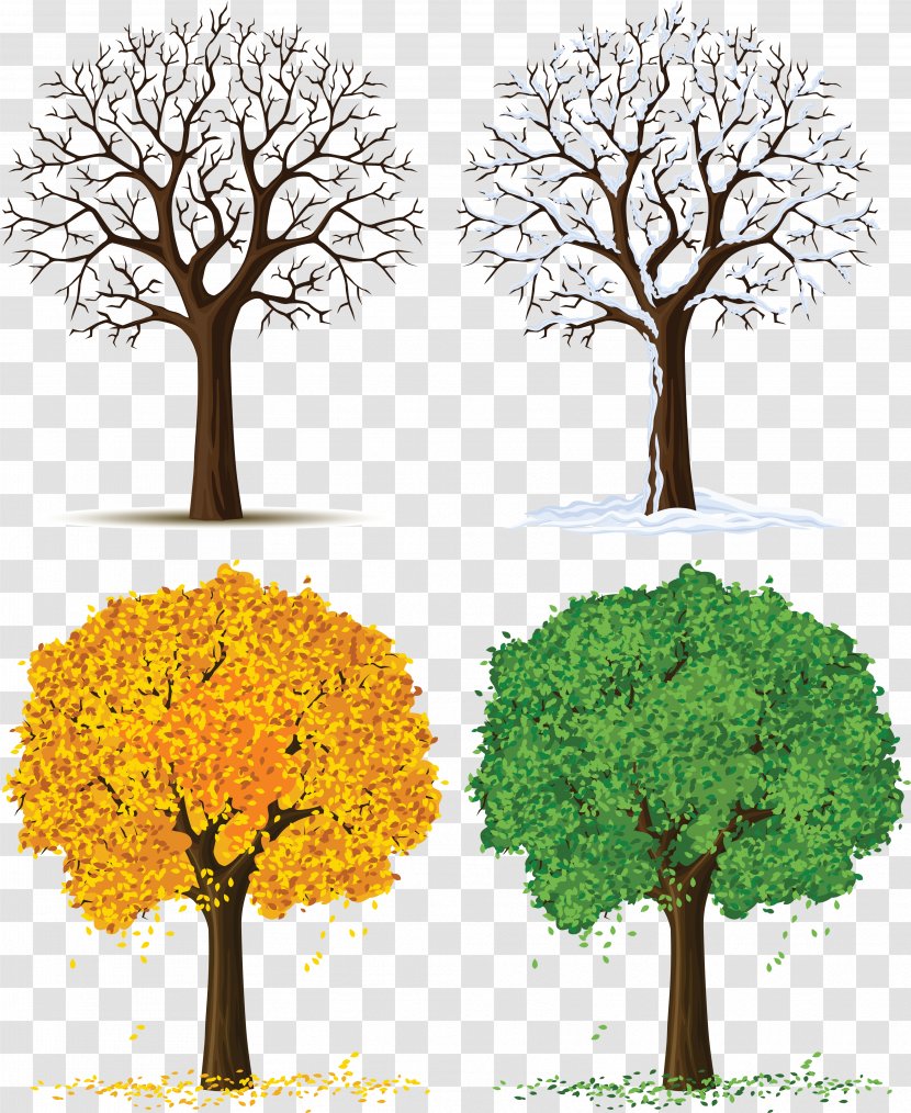 Tree Euclidean Vector Illustration - Royalty Free - Four Seasons Trees Clipart Transparent PNG