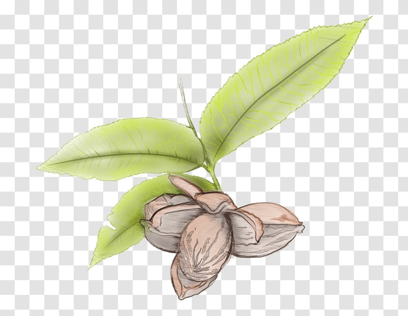 Leaf Pecan Tree Gall Nut - Noble Research Institute Transparent PNG
