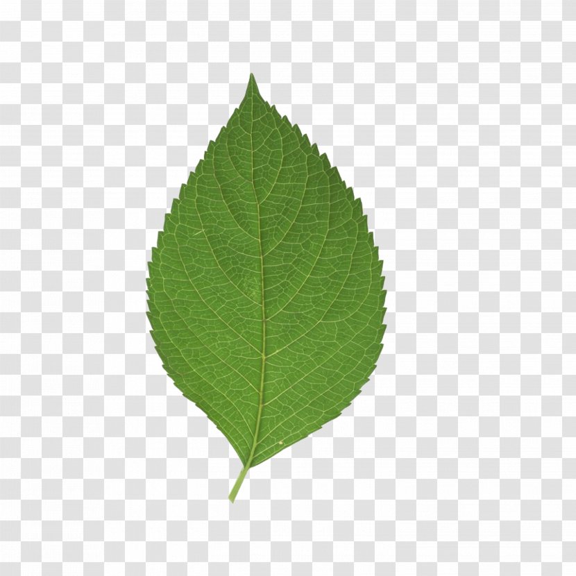 Leaf Green Transparent PNG