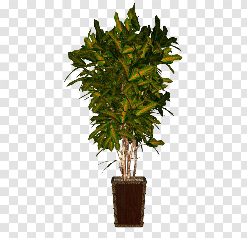 Flowerpot Houseplant - Evergreen - Plant Transparent PNG