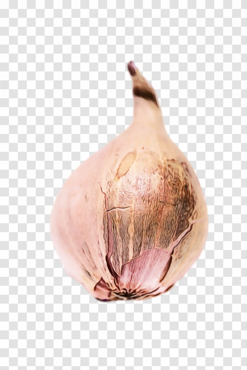 Elephant Garlic Yellow Onion Shallot Red Onion Garlic Transparent PNG