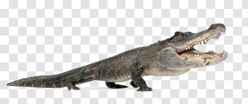 Nile Crocodile American Alligator Reptile Alligators - Ferocious Animal Pictures Transparent PNG