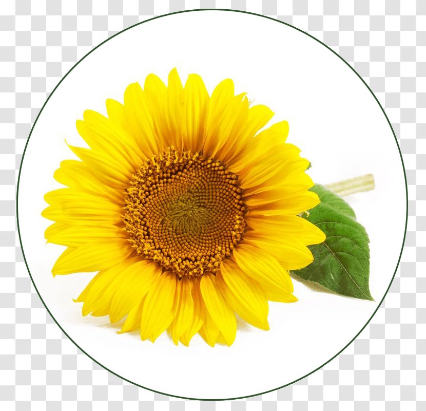 Common Sunflower Lotion Oil Seed - Sunflowers Transparent PNG