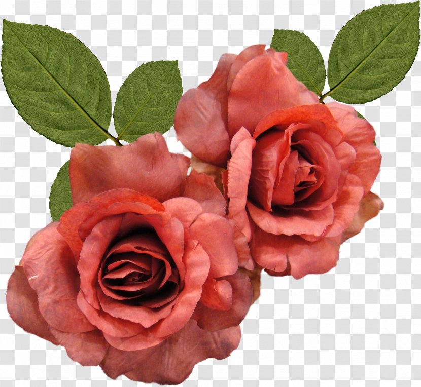 Flower Rose Clip Art - Cut Flowers - Petals Transparent PNG