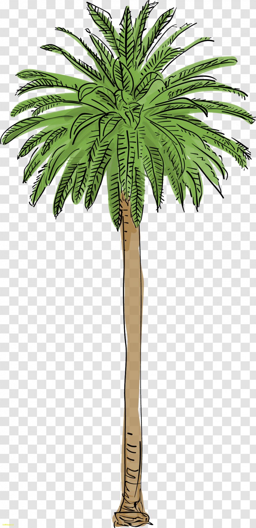 Arecaceae Tree Canary Island Date Palm Mexican Fan Transparent PNG