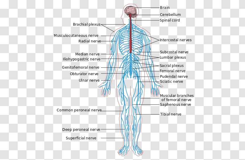 Peripheral Nervous System Central Anatomy Human Body - Heart - Nerve Transparent PNG