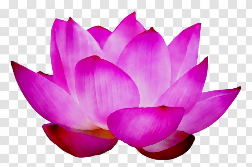 Sacred Lotus Purple - Aquatic Plant - Magenta Transparent PNG