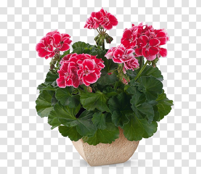 Crane's-bill Flowerpot Houseplant Annual Plant Garden Geranium Transparent PNG