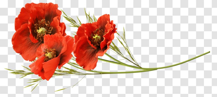 Remembrance Poppy Flower Clip Art - Seed - Digital Image Transparent PNG