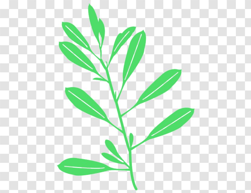 Leaf Plant Flower Stem Pedicel - Herbaceous Transparent PNG