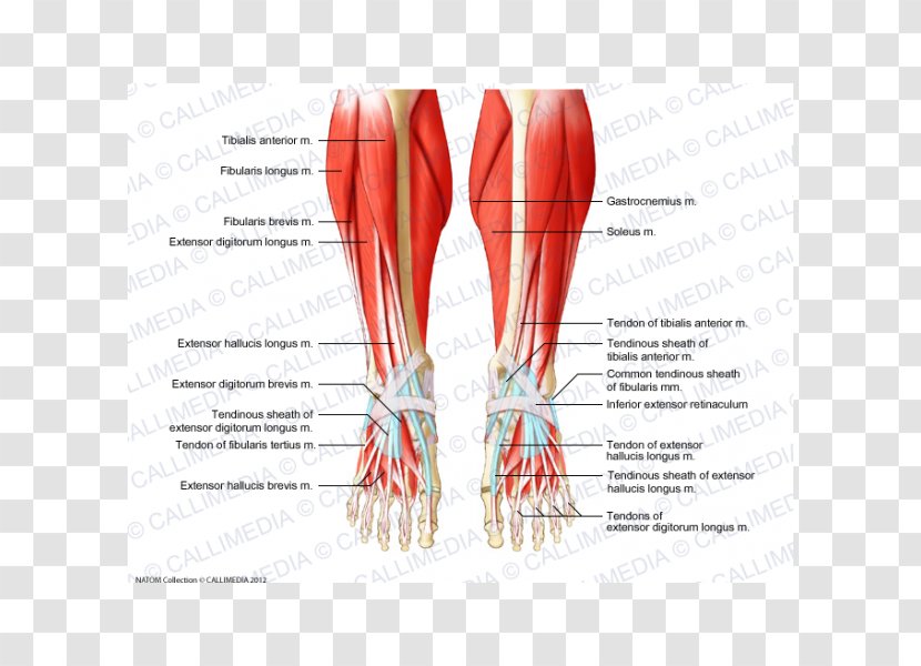 Crus Muscle Muscular System Foot Human Body - Flower - Frame Transparent PNG