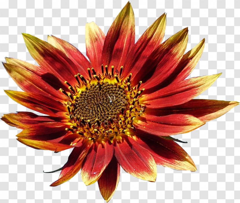 Flower Petal Color Clip Art - Plant Transparent PNG