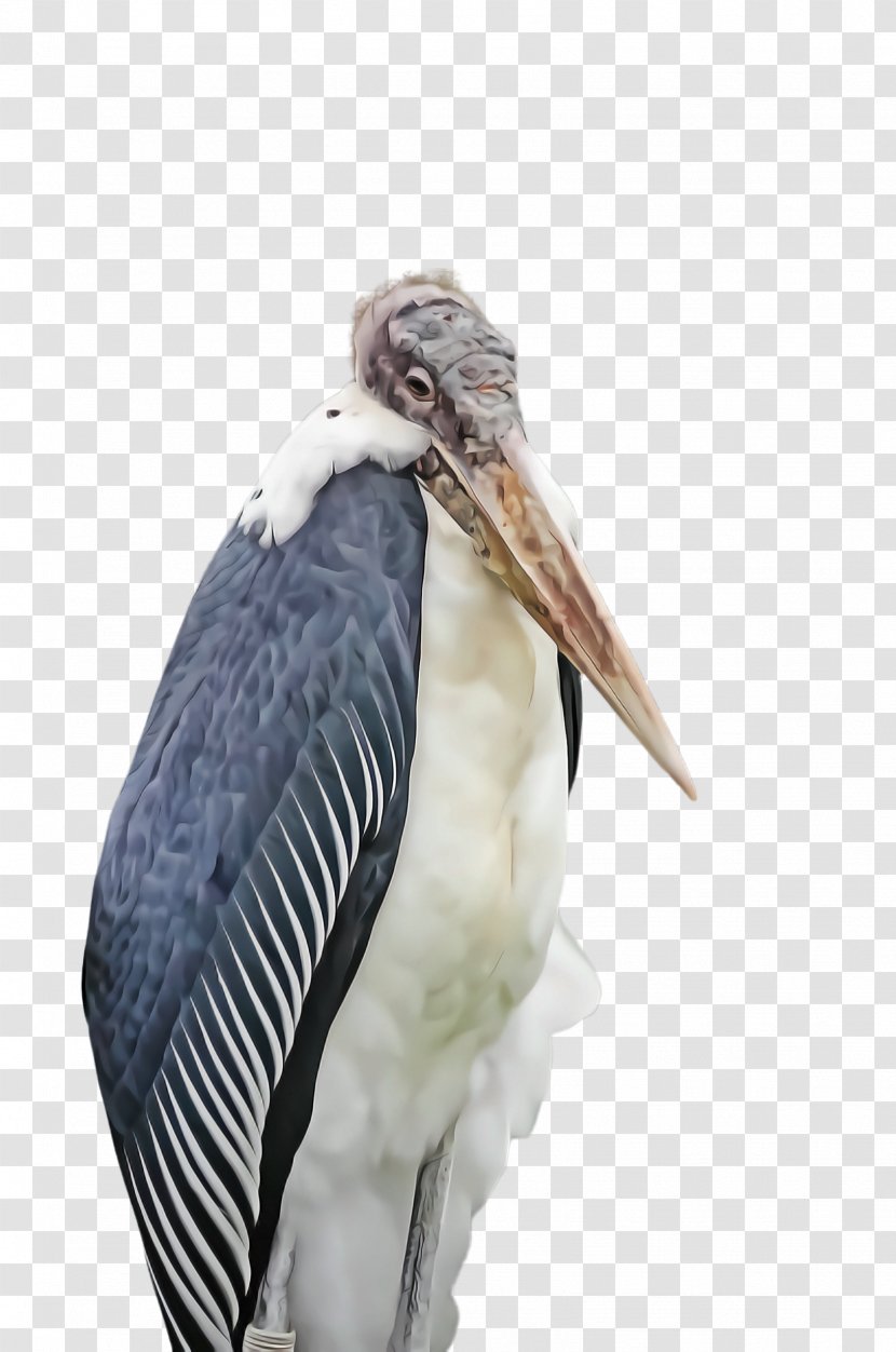 Feather - Beak - Heron Wildlife Transparent PNG