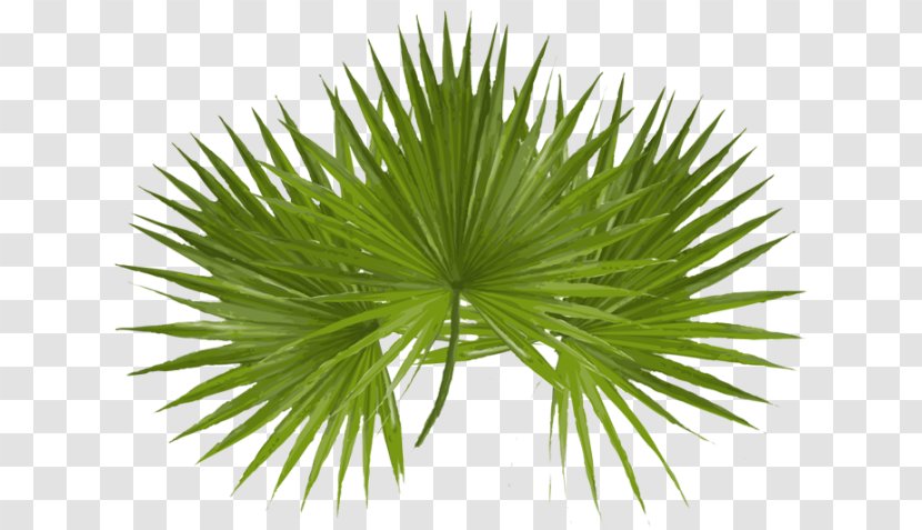 Asian Palmyra Palm Arecaceae Sunday Desktop Wallpaper Clip Art - Jesus - Leave Transparent PNG