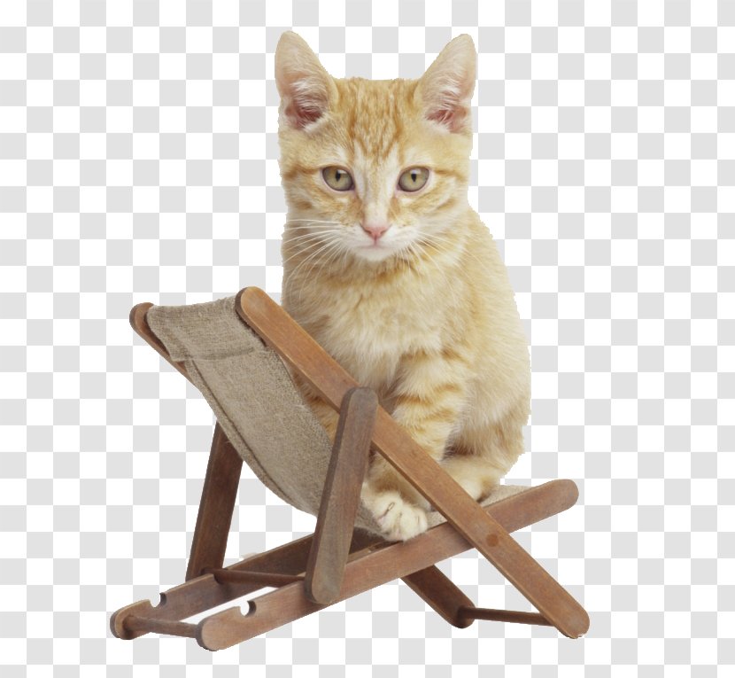 Kitten British Shorthair Desktop Wallpaper Pet Sitting Animal - Cat Furniture Transparent PNG