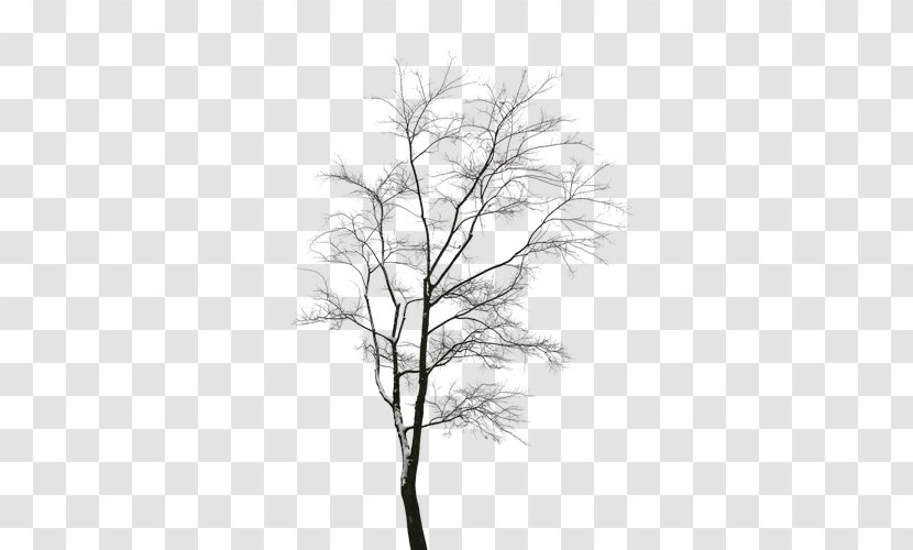 Download Computer File - Winter - Christmas Tree Transparent PNG