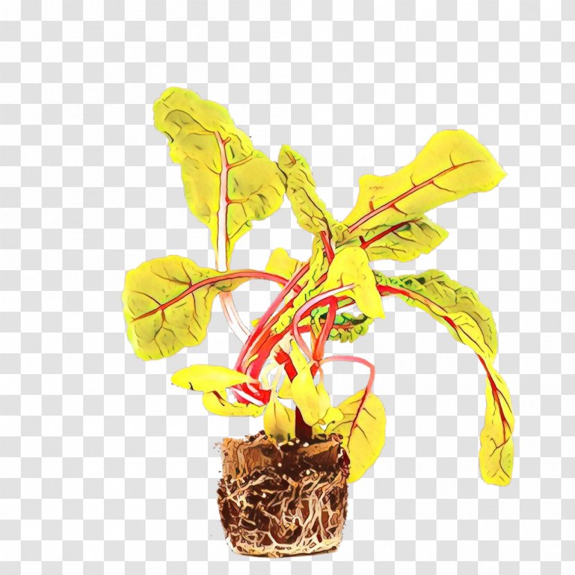 Orchid Flower - Perennial Plant Transparent PNG